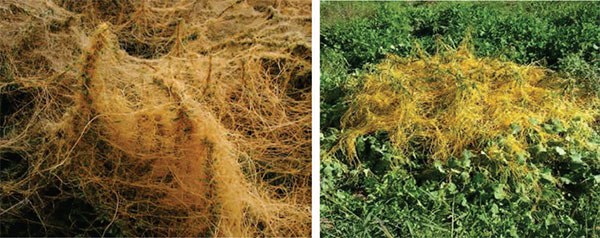 آلودگی لکه ای و شدید یونجه زار به سس